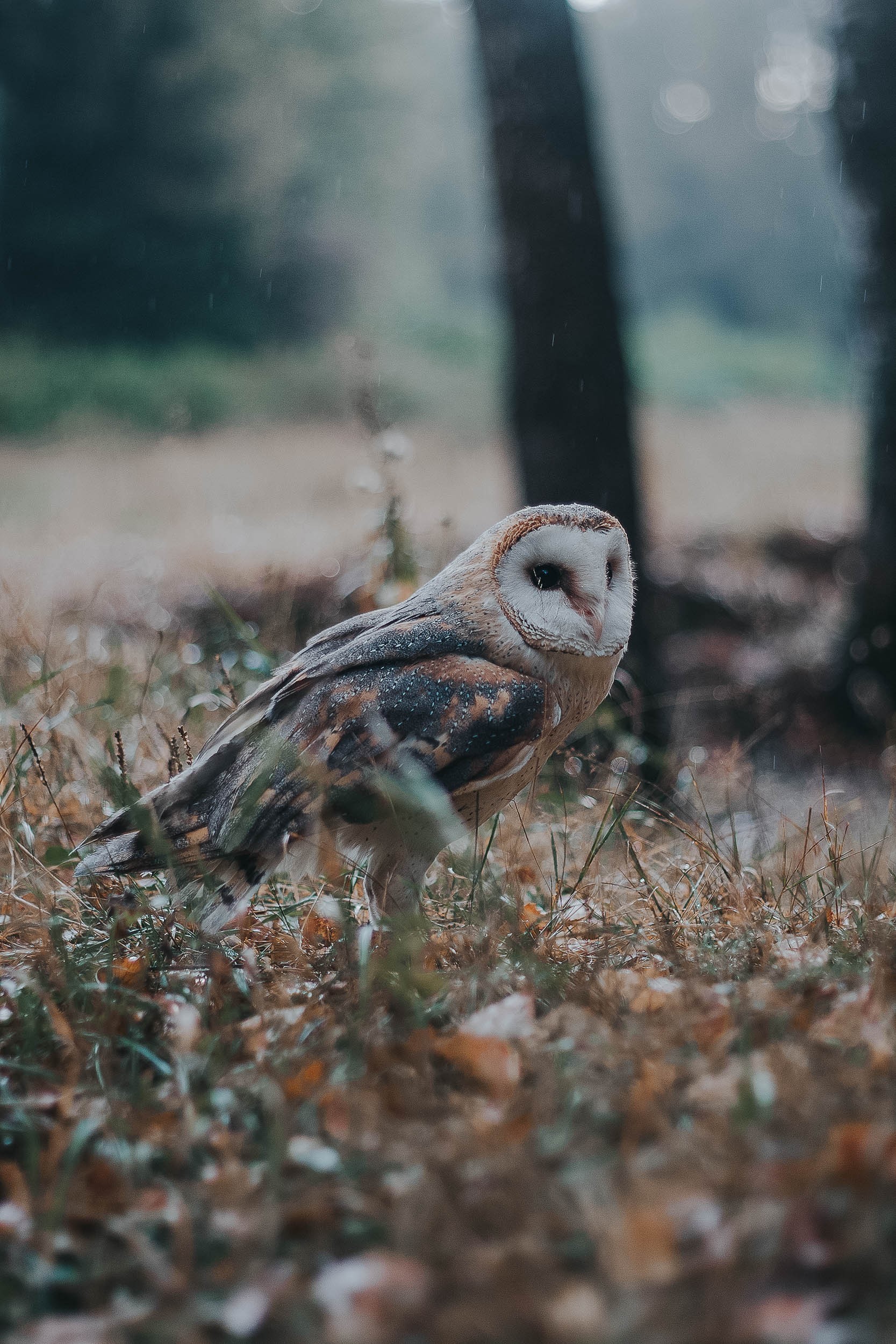 We welcome autumn. - My, House owls, Birds, The photo, Longpost, Owl, Animals