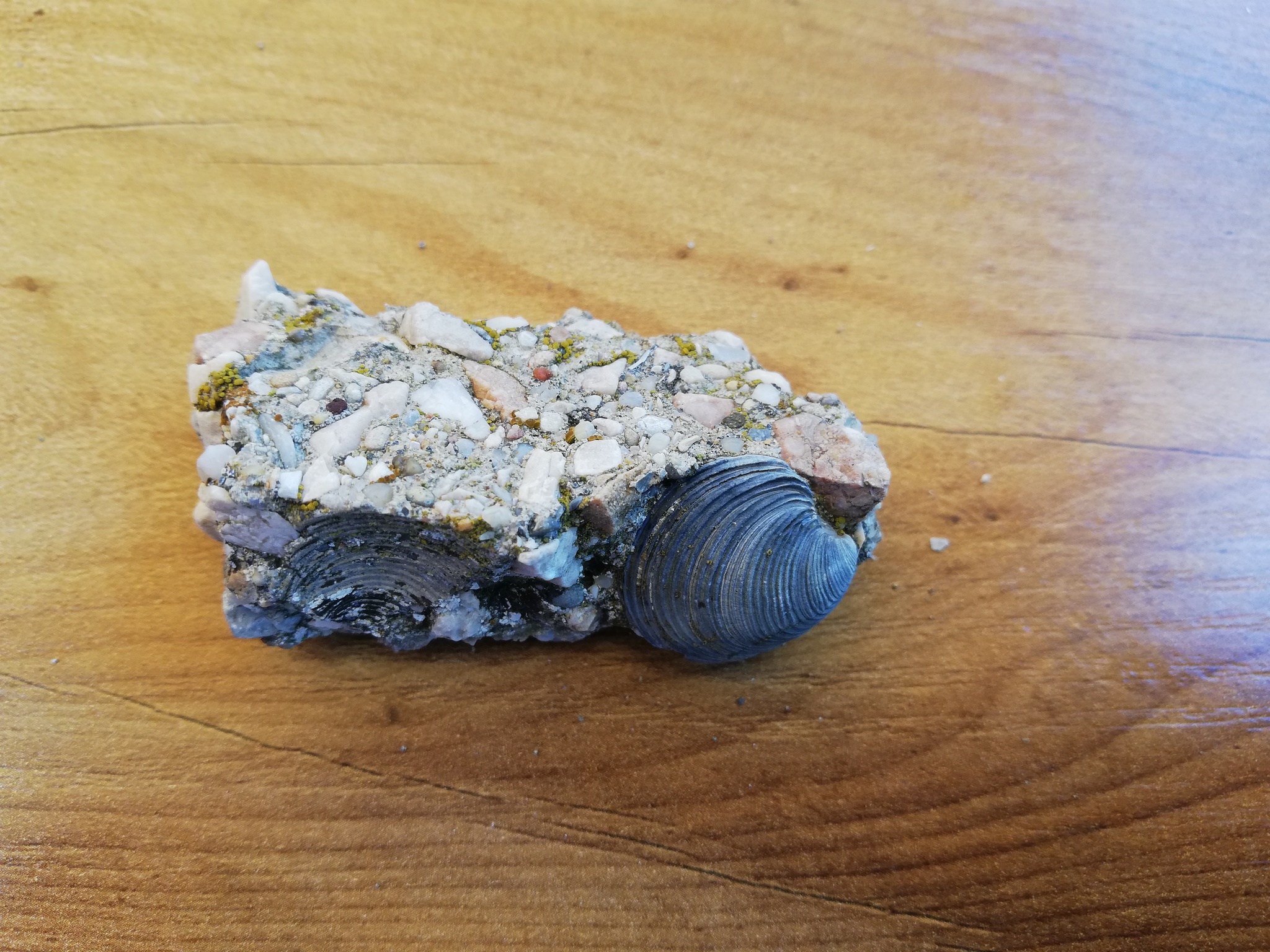 Fossilized oyster and shell? - My, Find, Paleontology, Past, Interesting, Fossil, Longpost