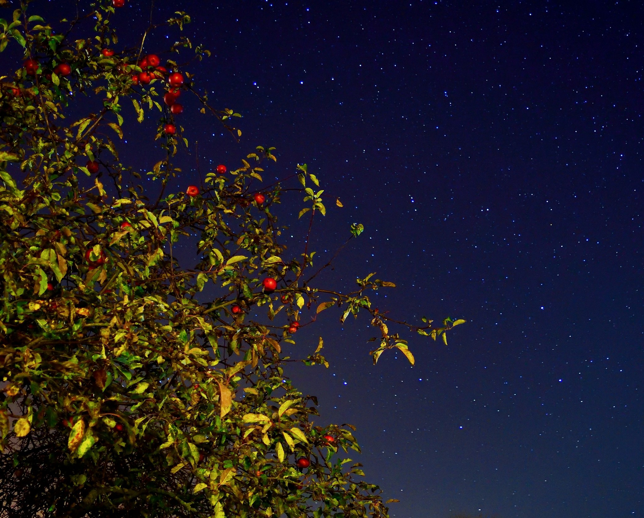 Apples and stars. - My, Stars, Night, Autumn, Astrophoto, The photo, Photographer, Stars