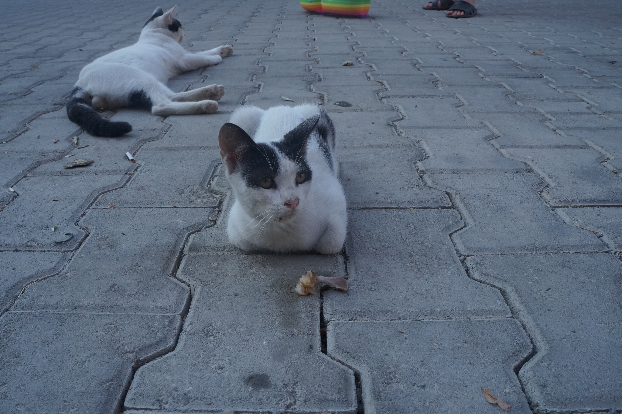 Турекцких котееев нафоткал. | Пикабу