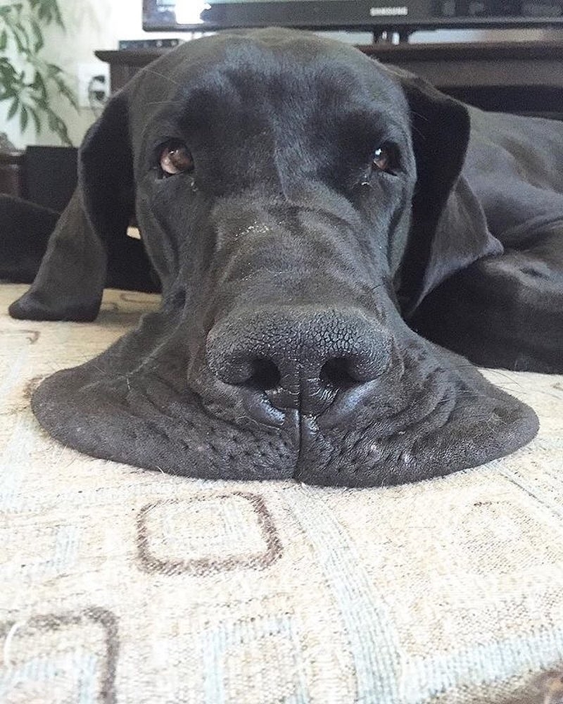 melting dog - Dog, Great Dane, Muzzle, Flews, Spread