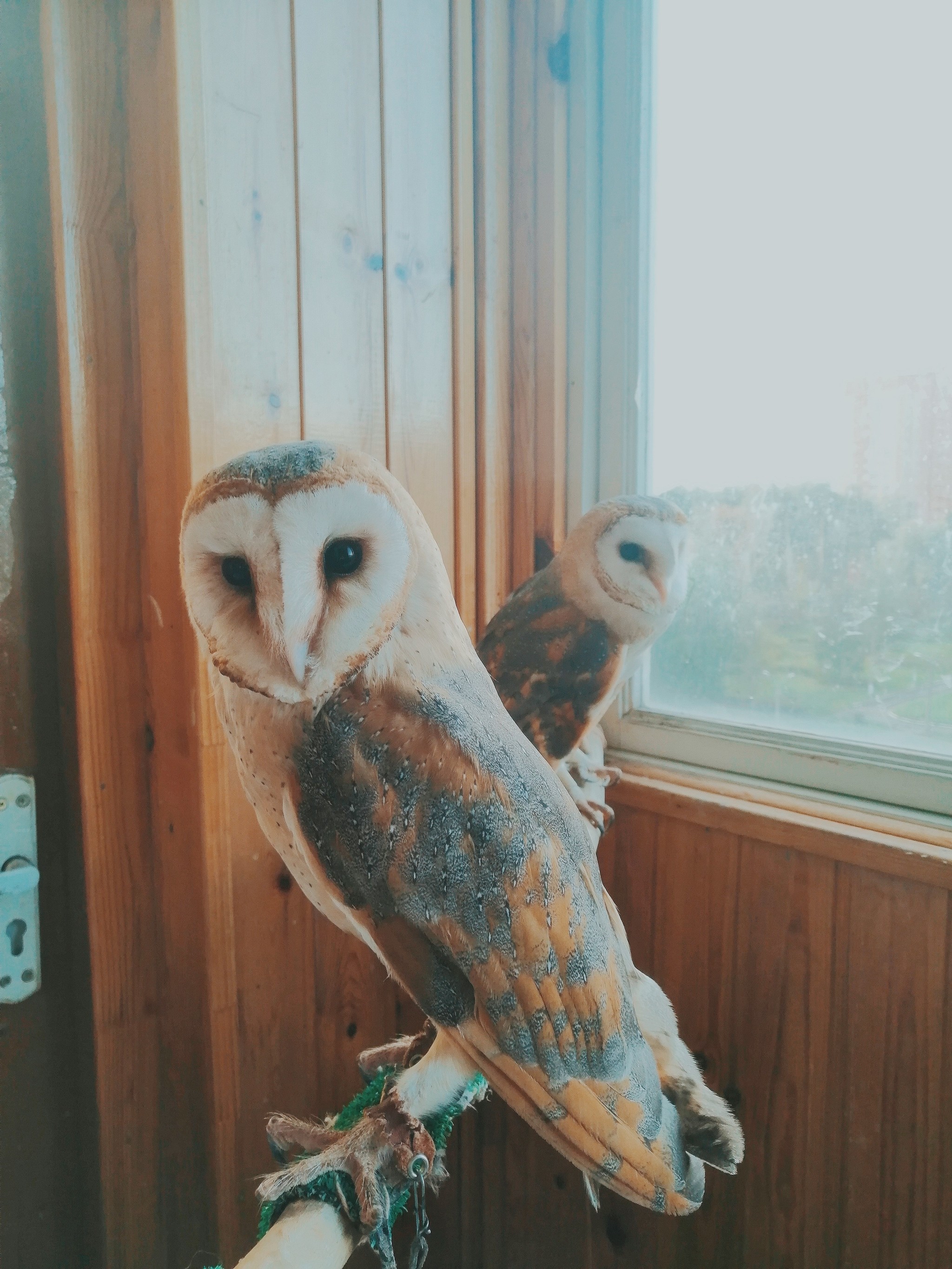 Three owls is too many. - My, House owls, Birds, Pet, Pets, Longpost, Animals, Owl