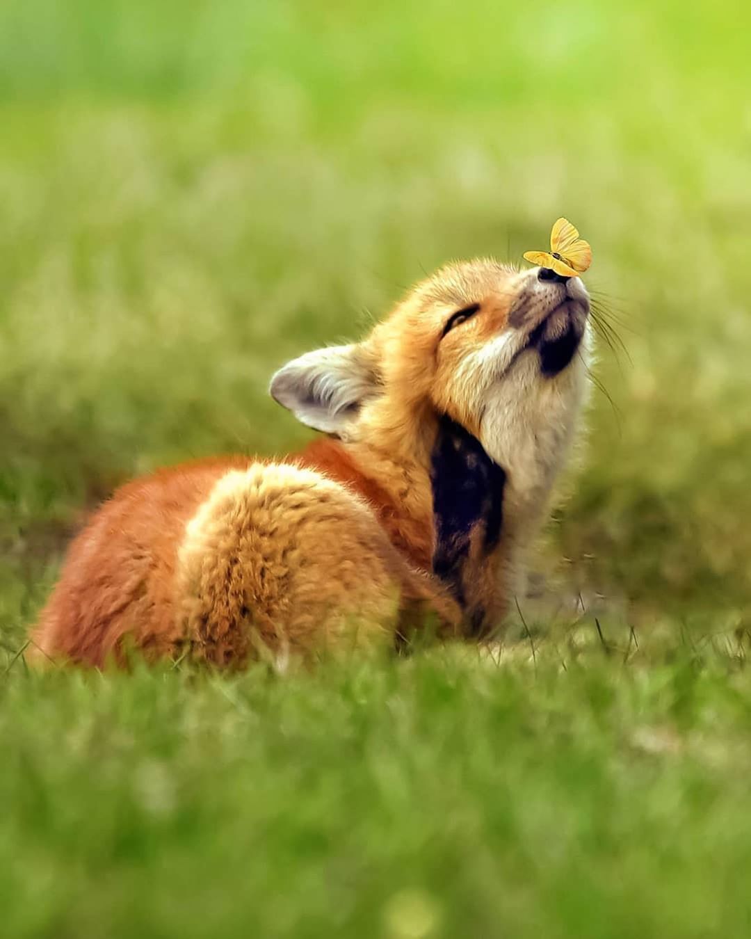 Fox cub and butterfly - Fox, Butterfly, The photo, Milota, Fox cubs, Animals