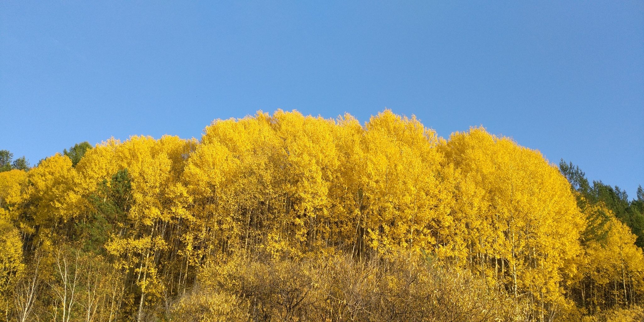 Autumn Siberia - My, Autumn, Siberia, Longpost, Forest, The photo