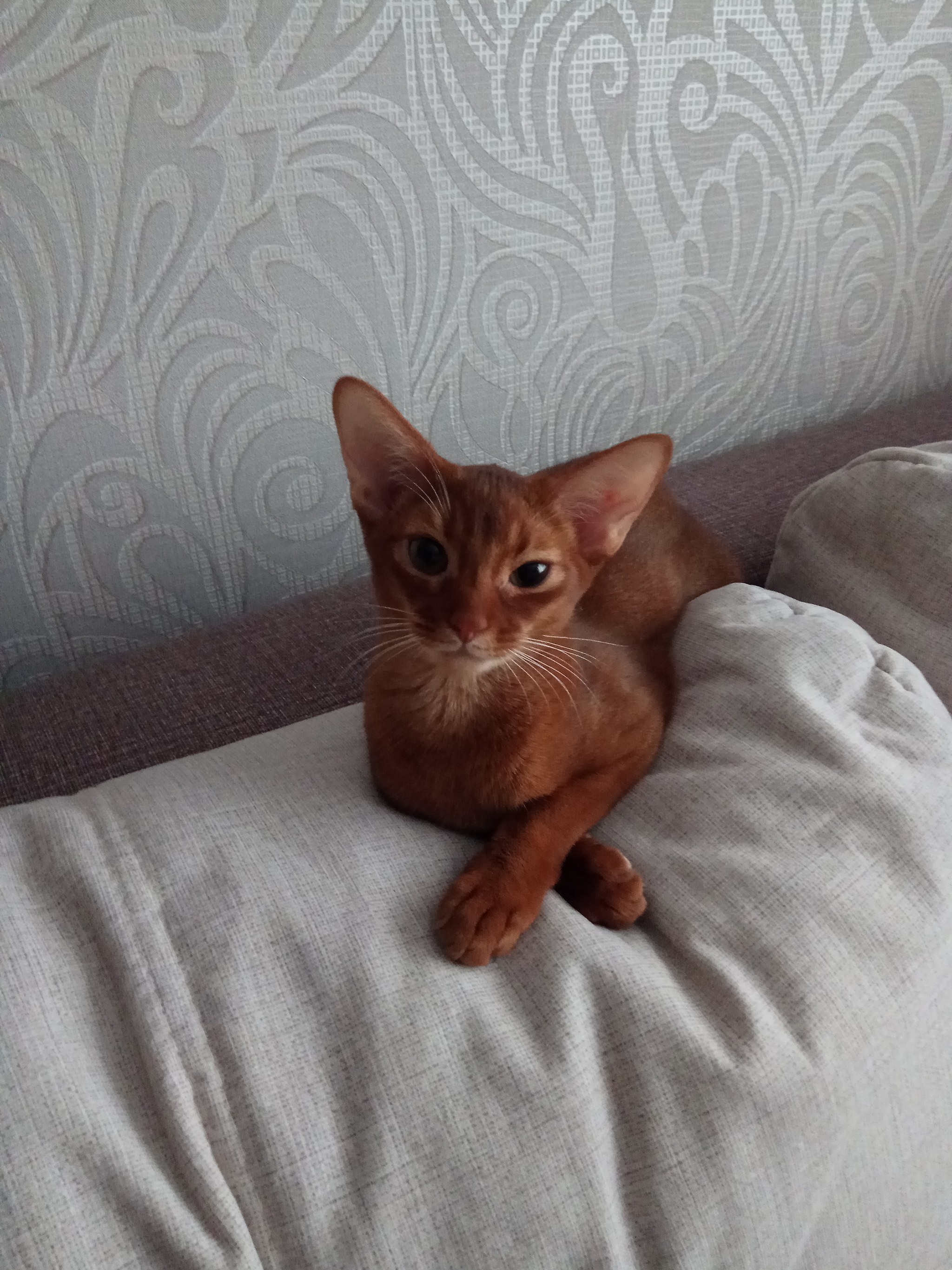 My abyssinian - My, cat, Abyssinian cat