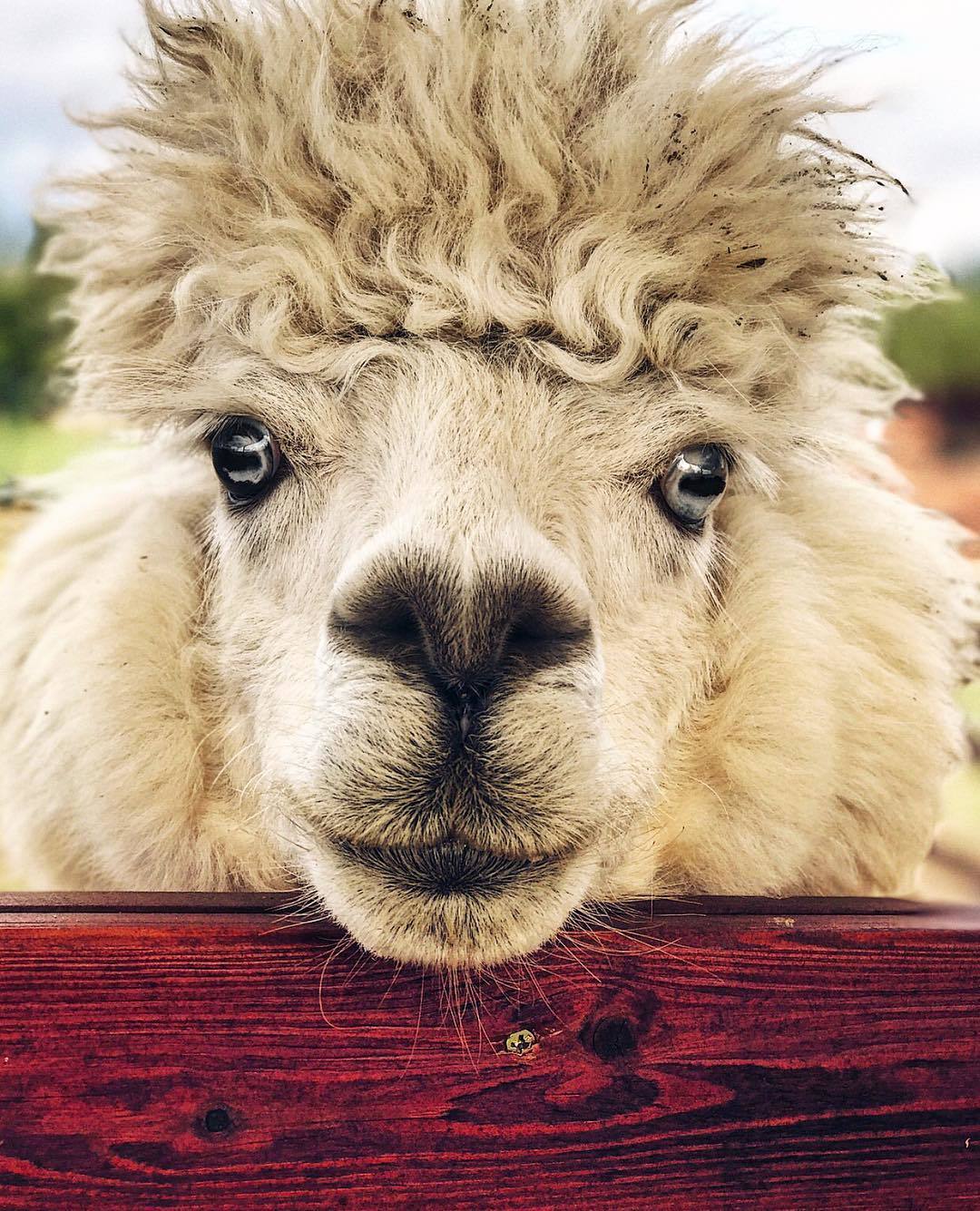 Russian alpacas look like the soloists of a new rock band - Alpaca, Farm, The photo, Animals, Longpost