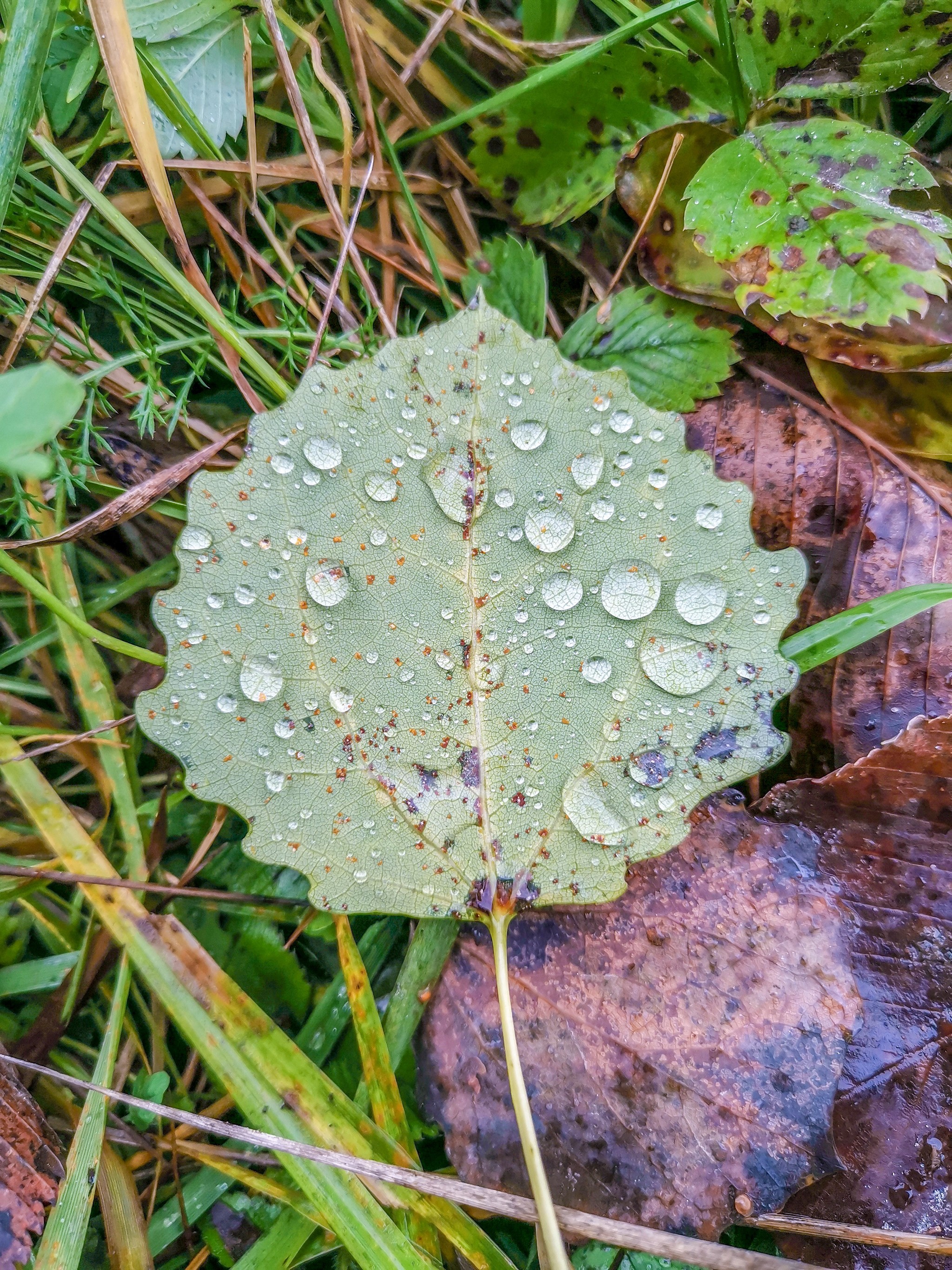 Autumn rainy - My, Mobile photography, Nature, Autumn, Mushrooms, Rain, Video, Longpost