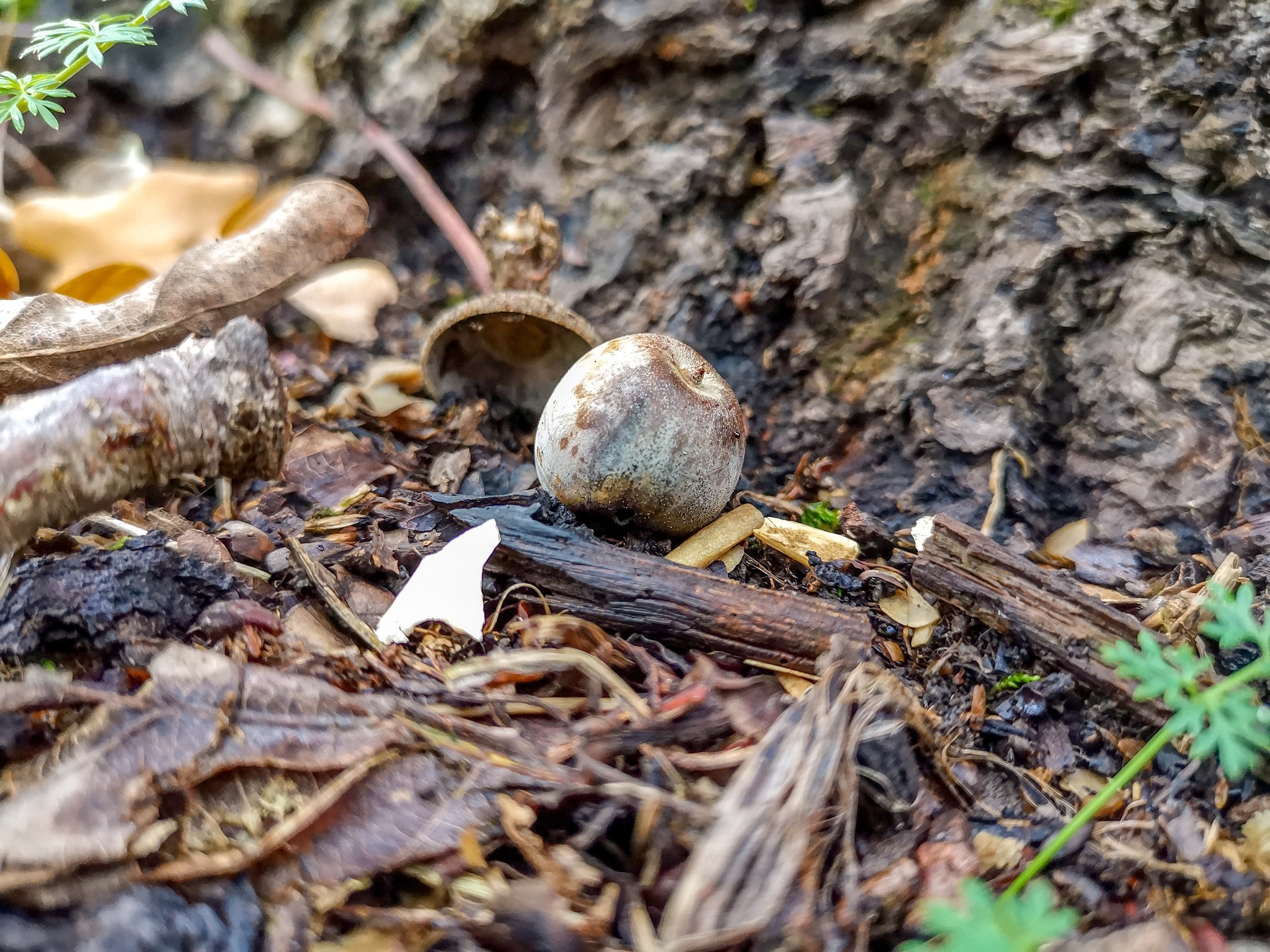 Autumn rainy - My, Mobile photography, Nature, Autumn, Mushrooms, Rain, Video, Longpost