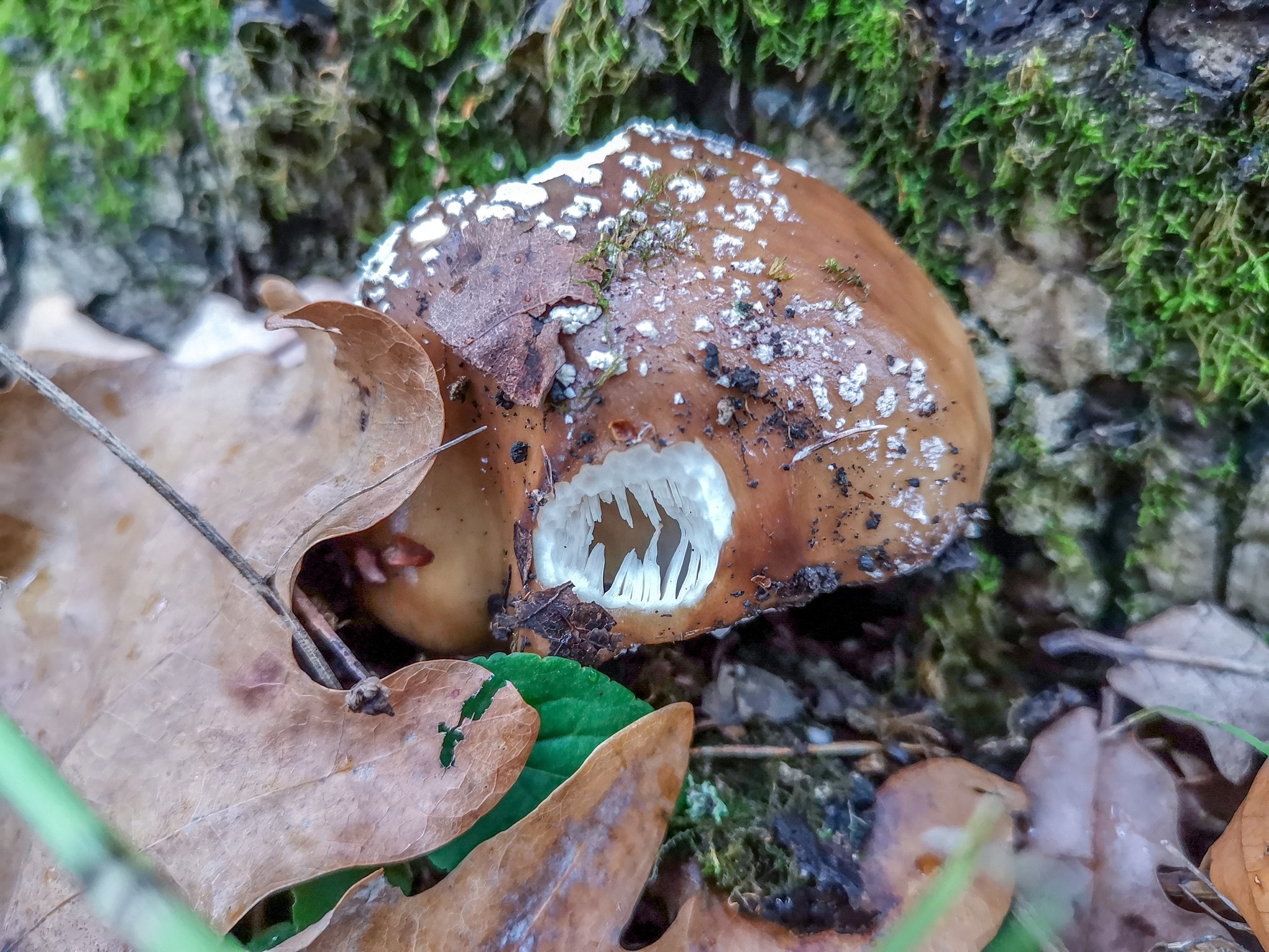 Autumn rainy - My, Mobile photography, Nature, Autumn, Mushrooms, Rain, Video, Longpost