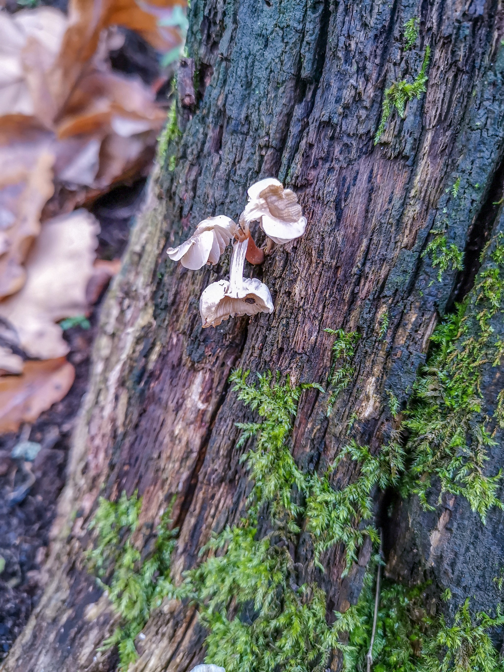 Autumn rainy - My, Mobile photography, Nature, Autumn, Mushrooms, Rain, Video, Longpost