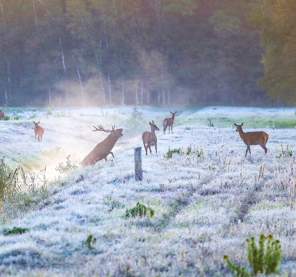 Frosty morning - Cold, Deer, Belovezhskaya Pushcha, freezing, Grass, Nature, Deer