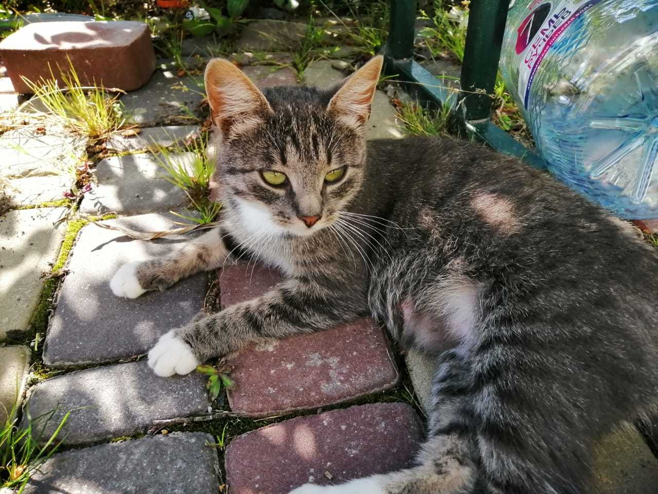 Left to survive (or die) - My, cat, In good hands, Help, No rating, Kittens, Saint Petersburg, Looking for a home, Catomafia, Longpost, Helping animals