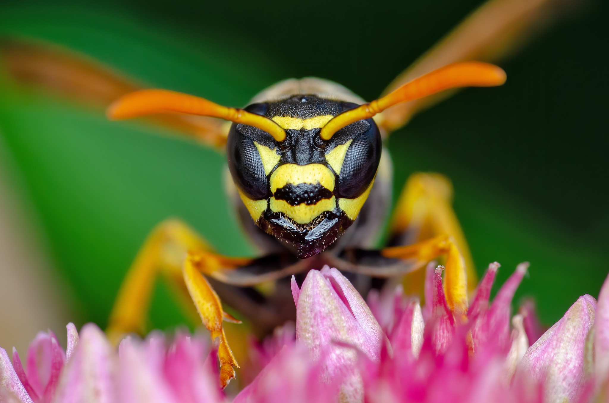 Winged evil post - My, Macro, Nature, Insects, Wasp, Муха, Moth, Nikon, Eyes, Longpost, Macro photography