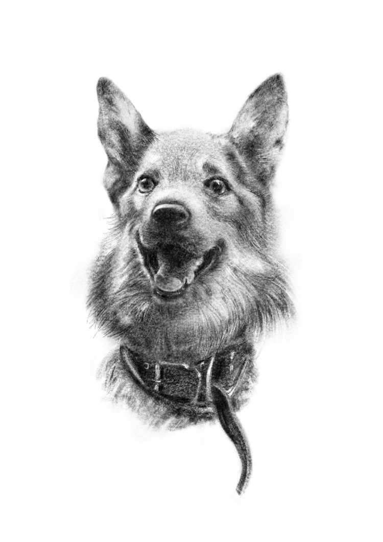 Martin - My, Dog, Animal shelter, Help, Digital drawing, Art, Procreate, Longpost, Helping animals