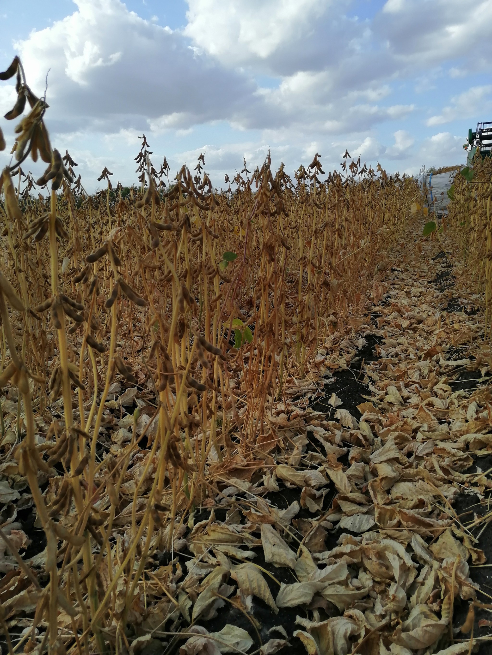 How to harvest soybeans - My, Soy, Seeds, Seed production, Agricultural League, Progressive crop production, Video, Longpost, Сельское хозяйство