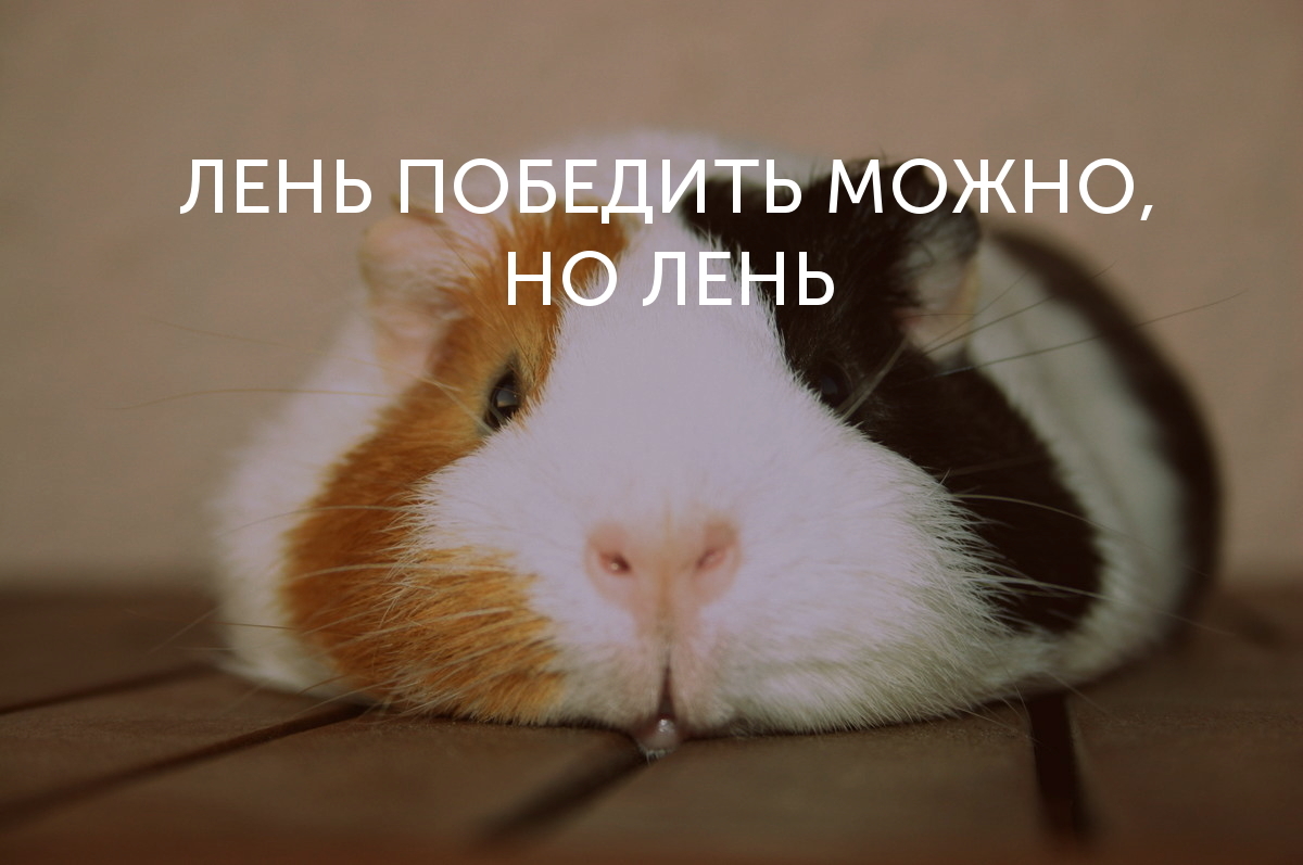 About the irresistible craving for work ... - My, Guinea pig, Laziness, Quotes