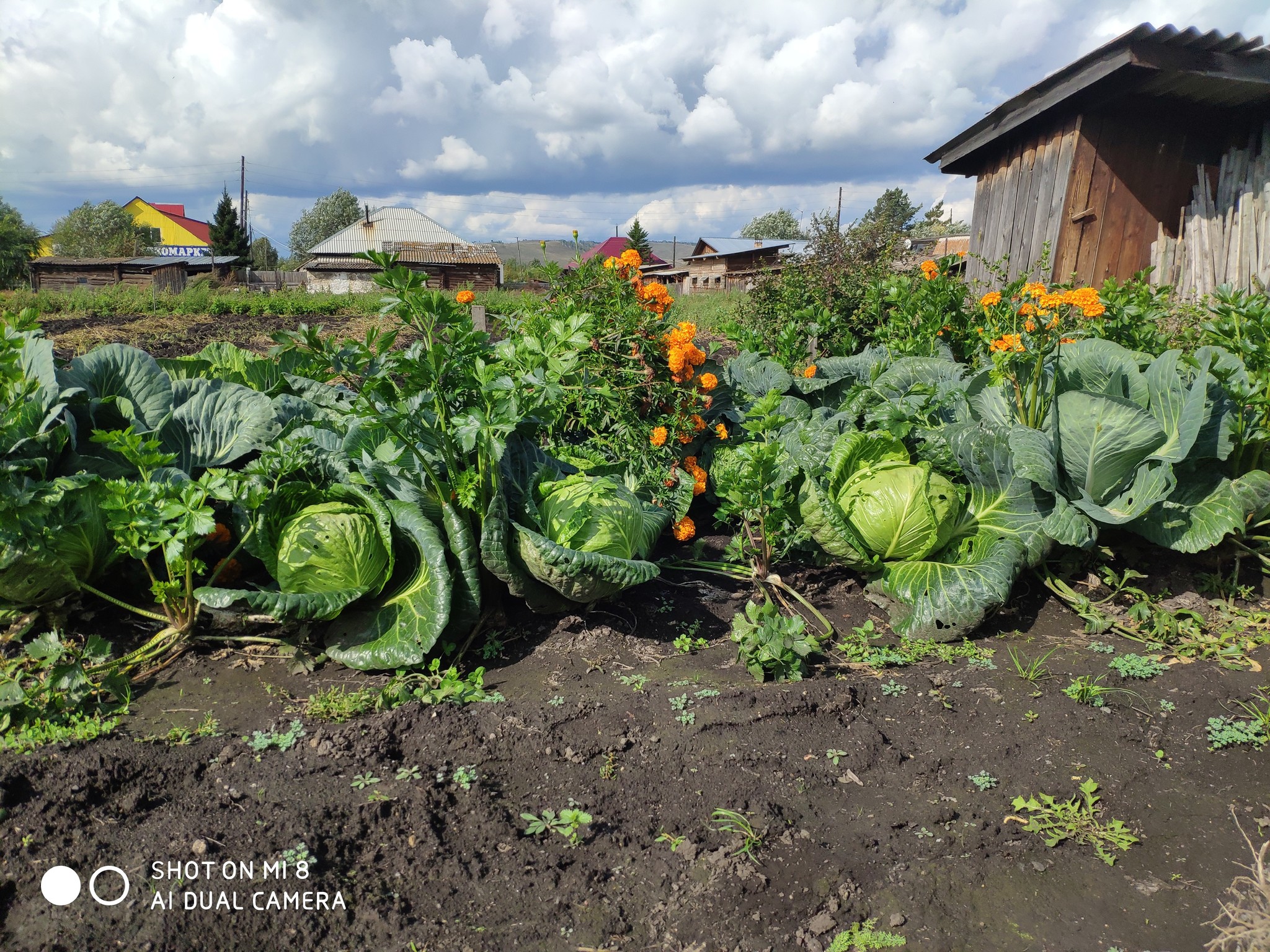 Simple village life: and digging potatoes, and then a simple, but the most delicious dinner, and more - My, Relaxation, Parents, Village, Longpost, Food