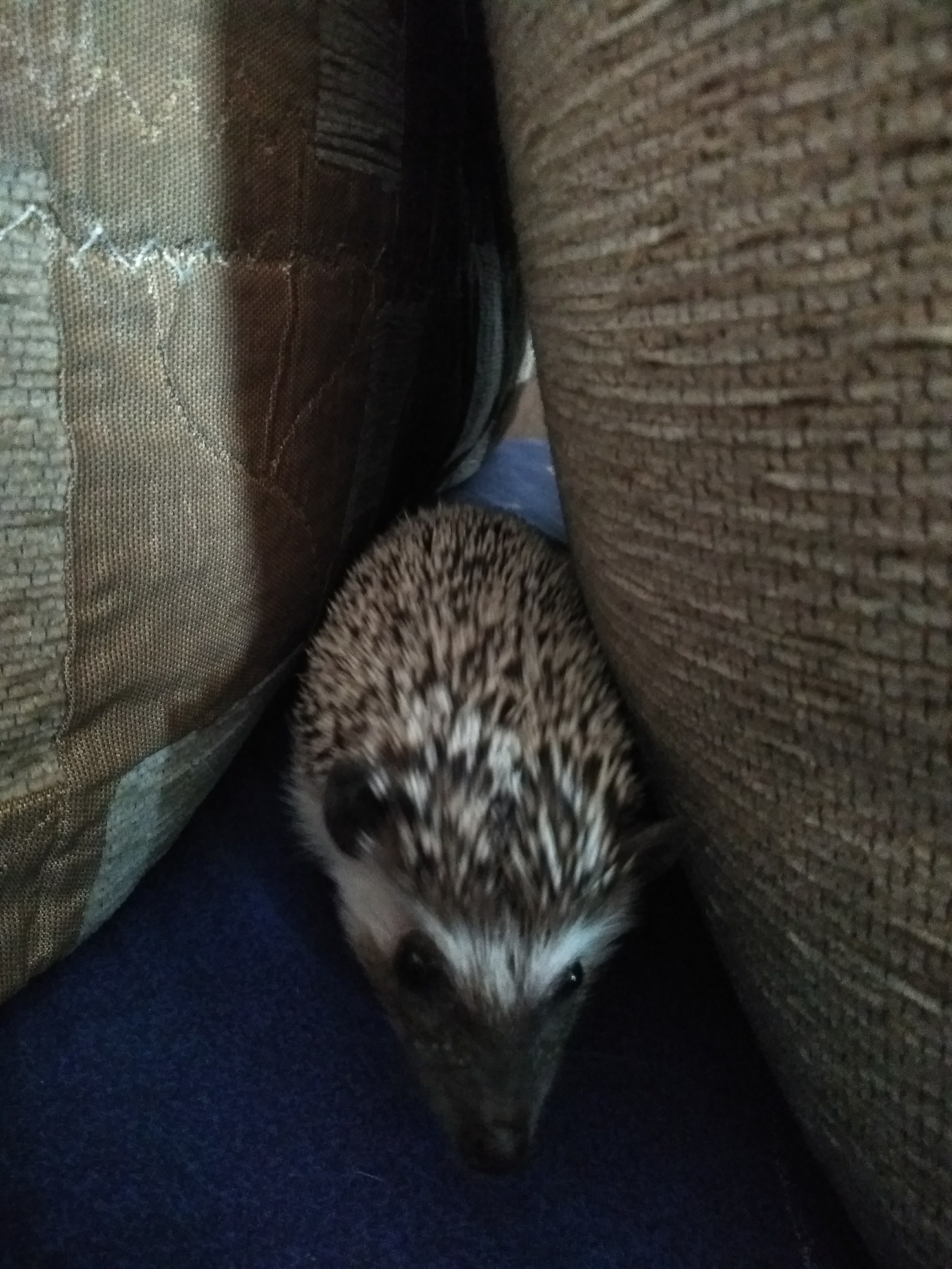 Well, having visited the festival of hedgehogs, we did not calm down. Meet Marshmallow, the hedgehog we have been thinking about for a long time))) and yet we decided. - My, African pygmy hedgehog, Hedgehog in the fog, Pet, Saint Petersburg, Hedgehog, Longpost, Pets