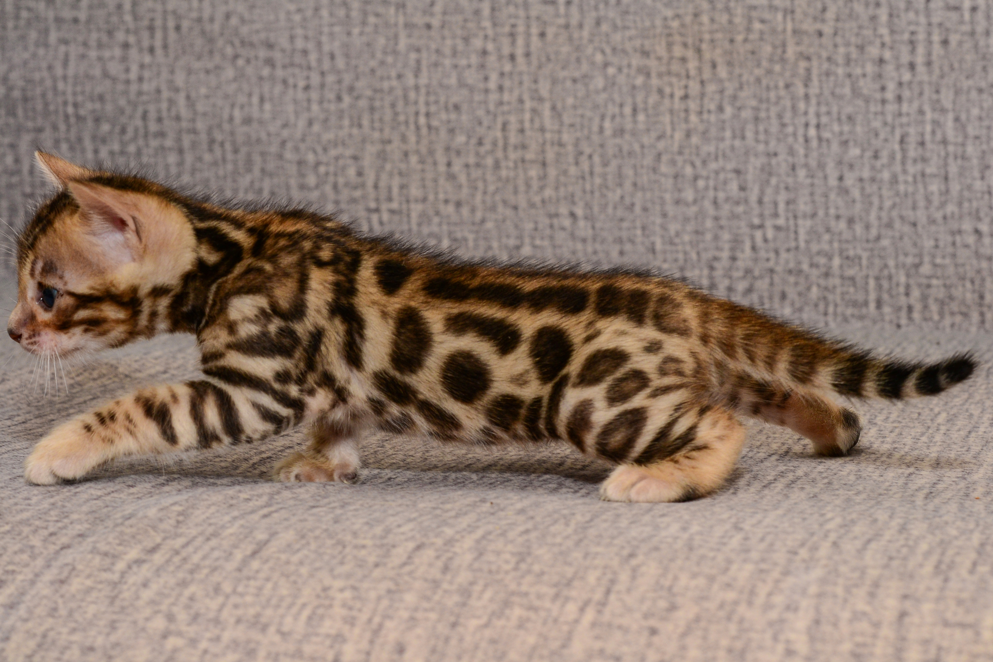 bengal kittens - My, Bengal cat, Kittens, Sale, Exclusive, Longpost