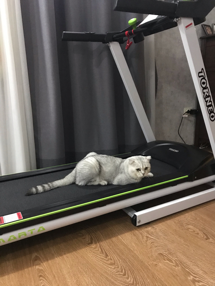 cat and sports - My, cat, Treadmill, Sport, Longpost