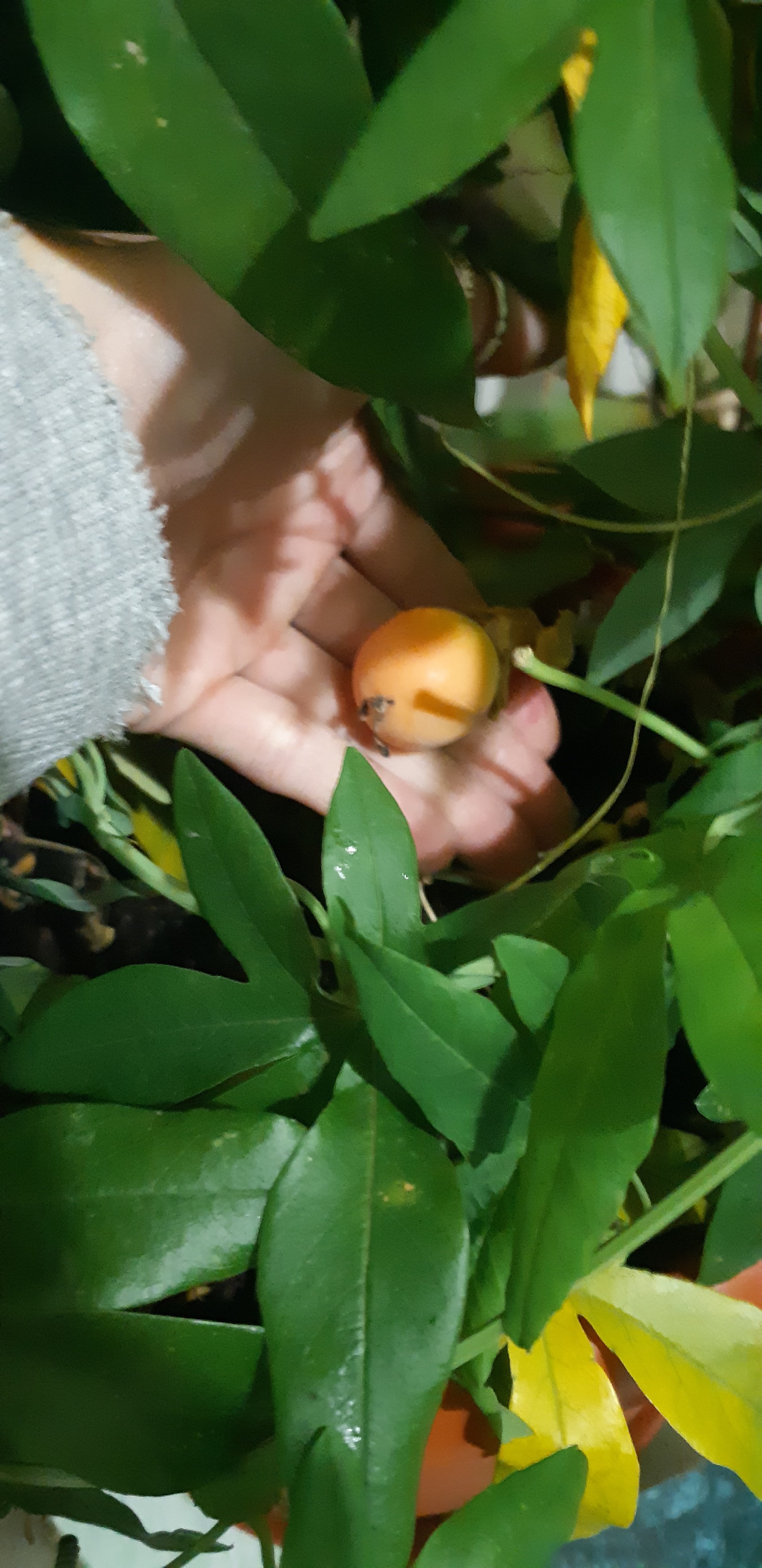 And my passion fruit has grown! - My, Plants, Growing, Passion fruit, Longpost