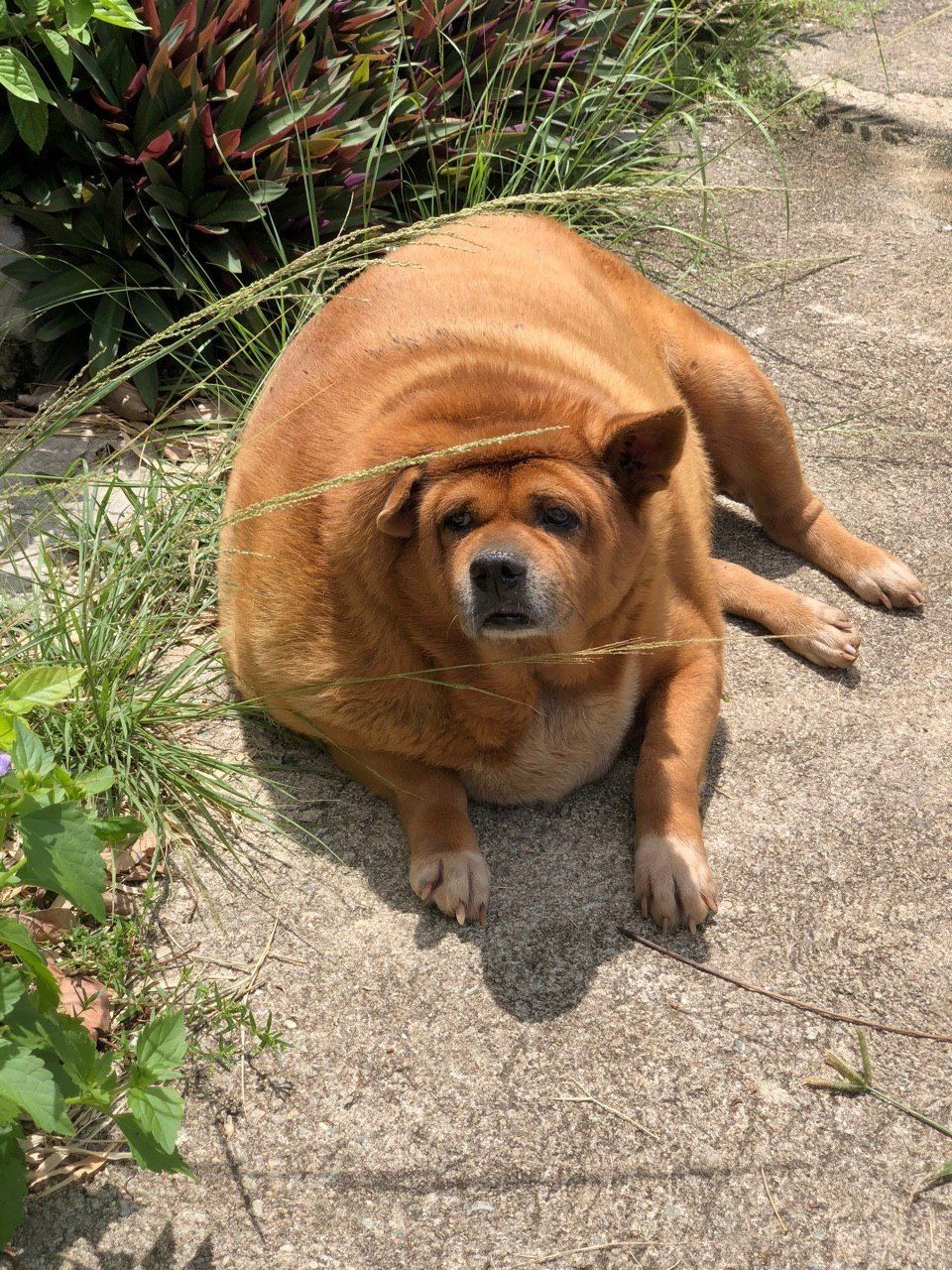 Victims of purification of karma. - Dog, Thailand, Karma, Karmadrocking, Obesity, Longpost