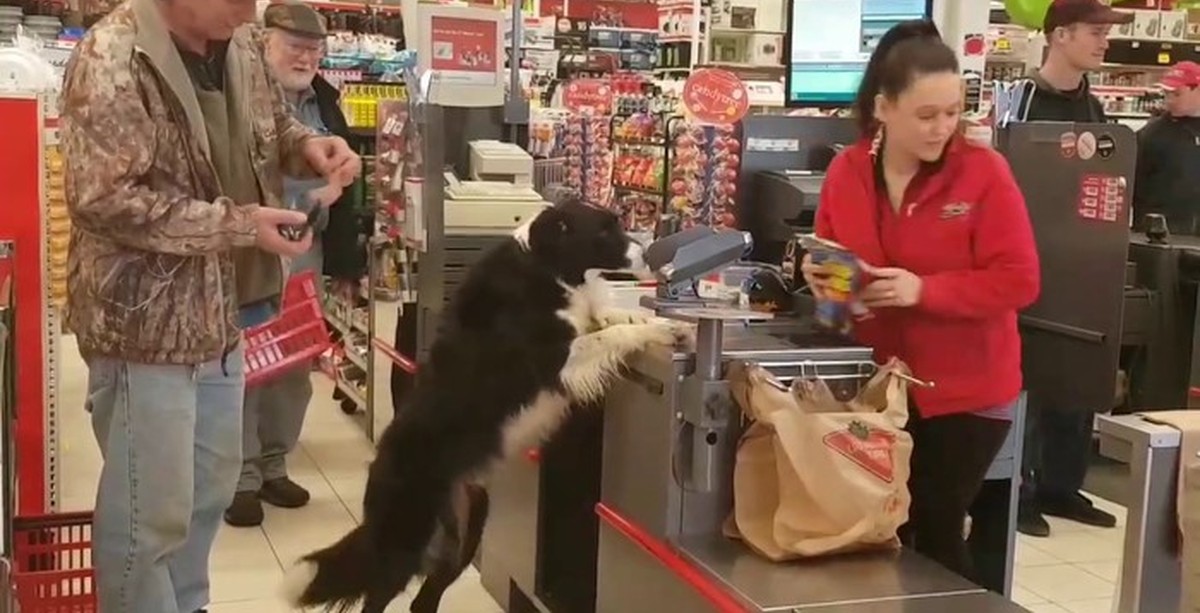 Можно ходить с собаками в магазин. Собака в магазине. Собачий магазин. Собака в зоомагазине. Собака ходит в магазин.