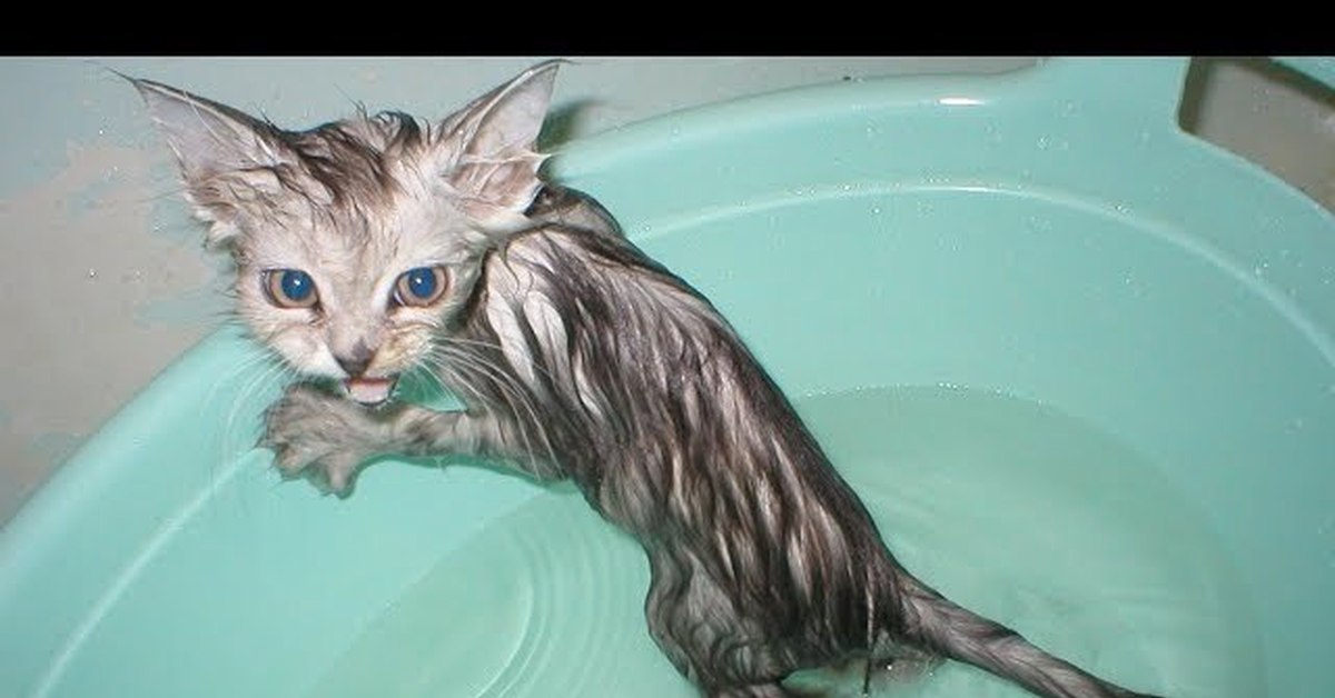 Котятам месяц можно купать. Мокрая кошка. Котенок купается. Кошка после купания. Мокрая кошечка.