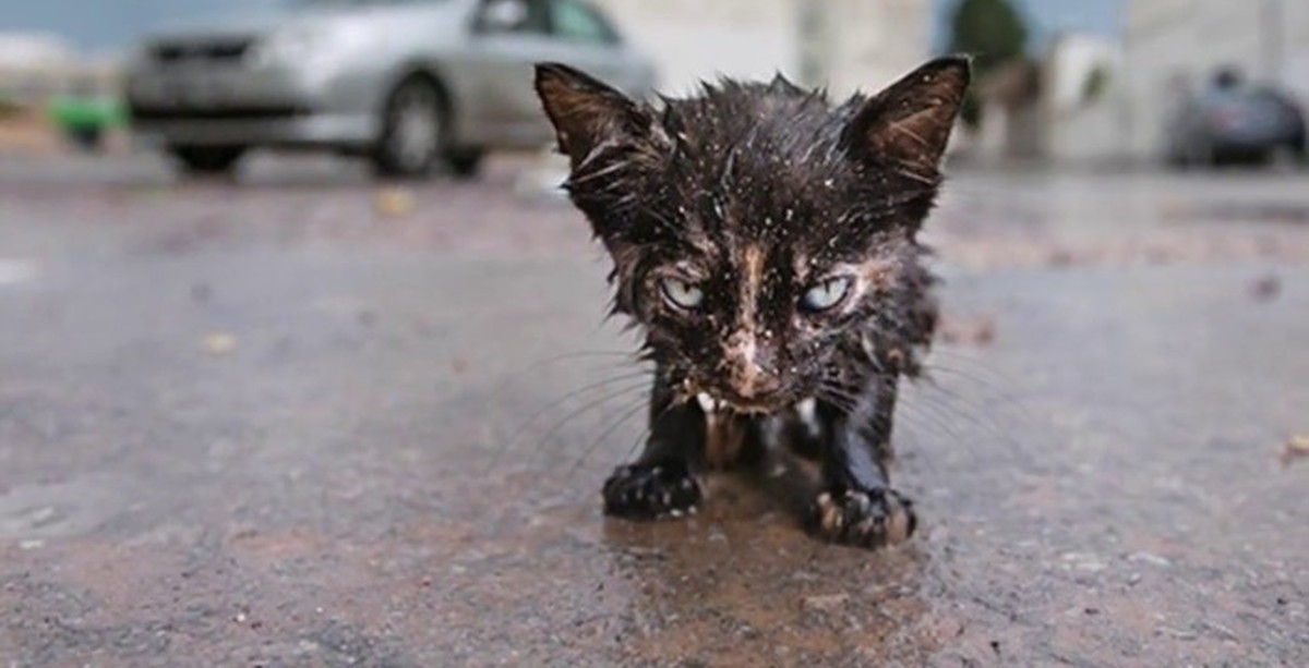 Жалко котенка. Мокрый котенок на улице. Бездомные котята.