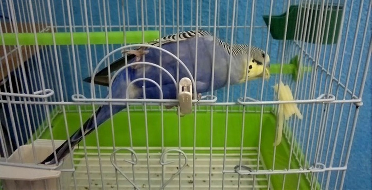 Макароны для попугаев.
