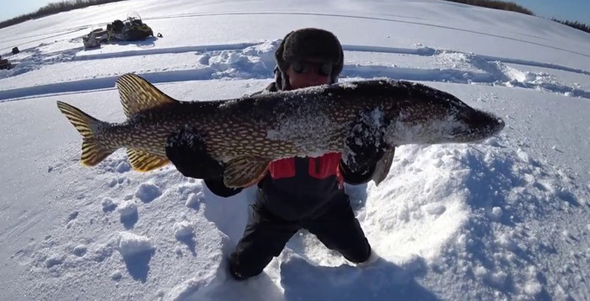 Рыбалка в якутии зимой 2020 новое. Зимняя рыбалка на щуку в Якутии. Зимняя рыбалка в якутти. Зимняя рыбалка в Якутии. Щука в Якутии.
