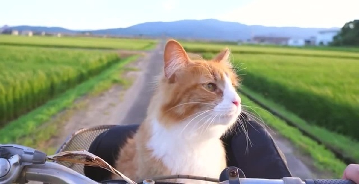 Traveling cats. Котик путешественник. Кот путешествует. Кот с пктишественник. Кот путешественник Мем.