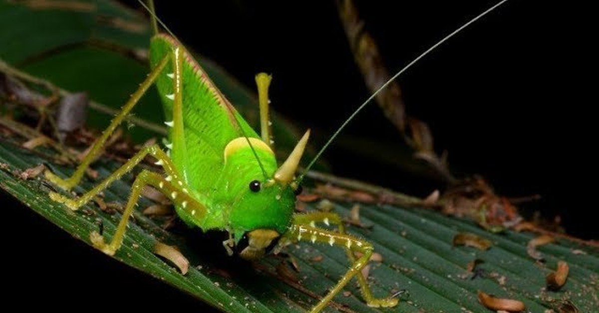 Катидид. Катидид кузнечик. Copiphora SP. Katydid насекомое. Carnivore Katydid.