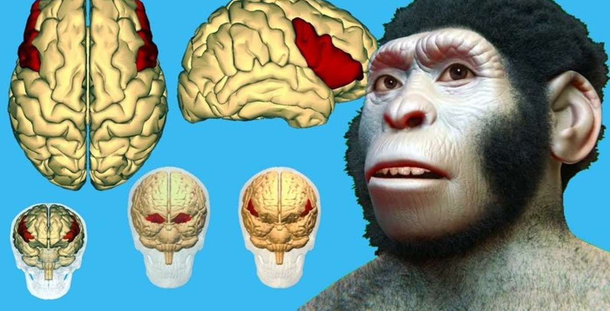 Размер мозга увеличивается. Размер мозга хомо сапиенс. Размер мозга.