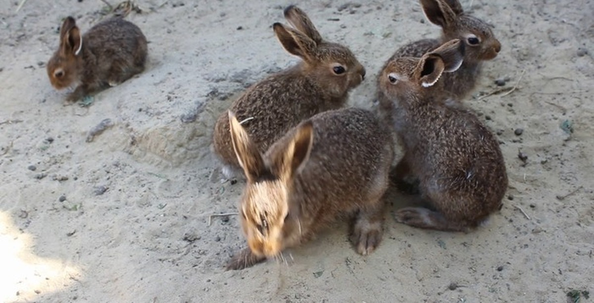 Зайчонок родившийся весной. Заяц с зайчонком. Зайчиха с зайчонком. Зайчиха с зайчатами весной. Зайчик в лесу.