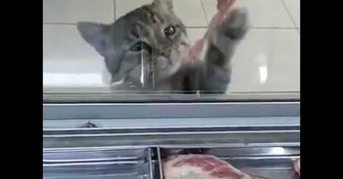 Кошка голодный песня. Котик мясо выпрашивает. Котик мясо выпрашивает Одноклассники. Продавец кошачьего мяса. Котёнок голодный с колбасой.