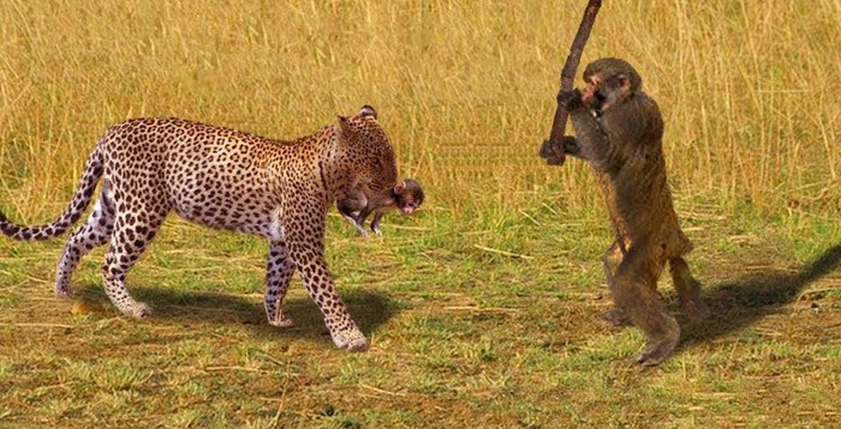 Baboon Eats Baby Gazelle Alive