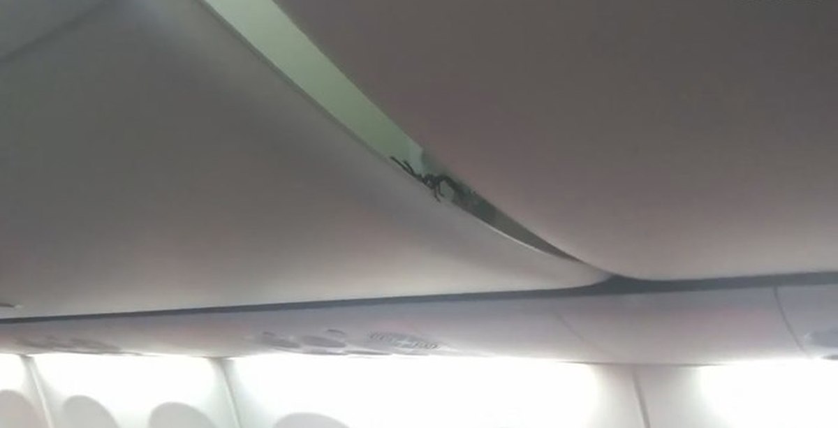 Ку-ку е*та... Пассажиры обнаружили живого скорпиона в потолочной кабине ...