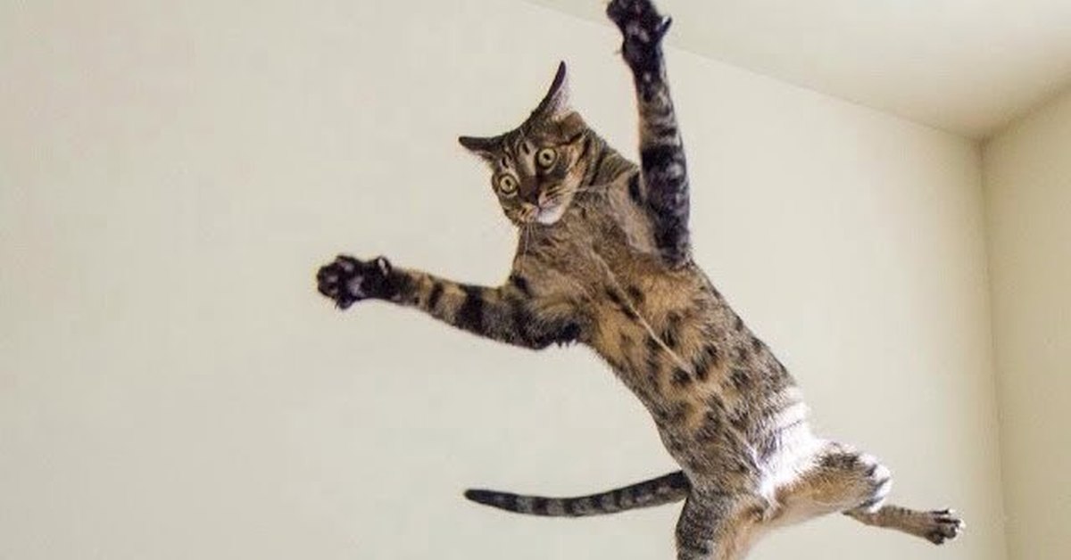 Кошки проказники. Кот бесится фото. Тасиро остров кошек в японии. Кошки которые бесятся. Шкодливый кот.