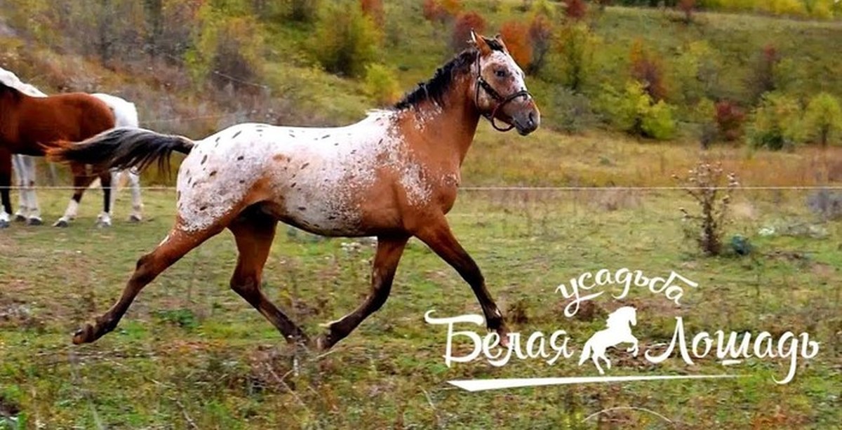 Усадьба белая лошадь на дзене последнее. Усадьба белая лошадь. Лошади красавцы. Лошади на свободе. Усадьба белая лошадь осень